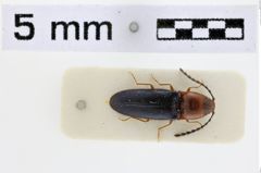 Foto (Dorsalansicht) von Anchastus nigripennis (NHMW-ZOO-COL-0010508)